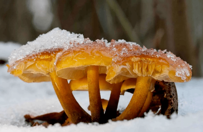 Hongos de invierno